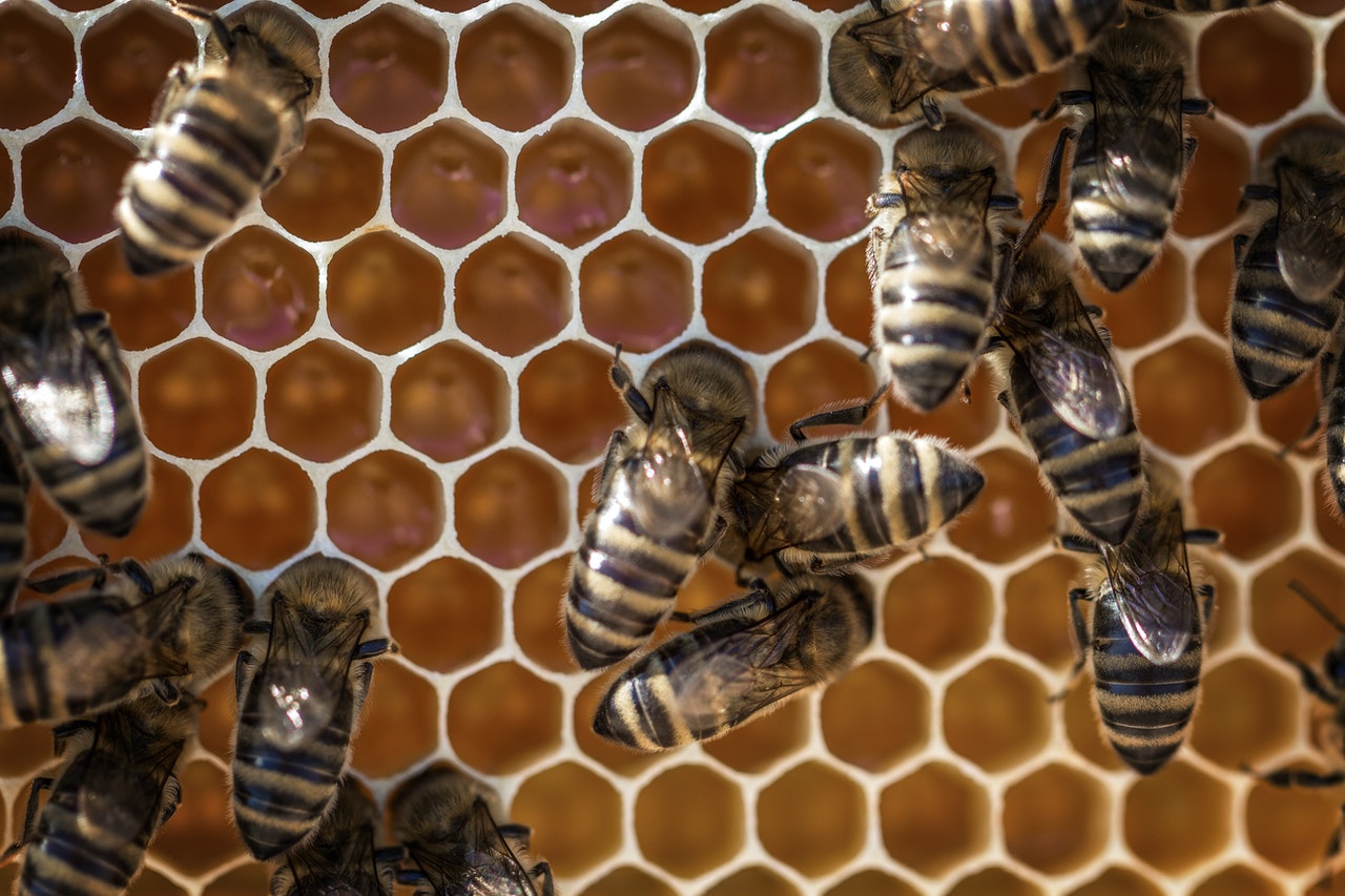 النحل وتنظيمه الاجتماعي